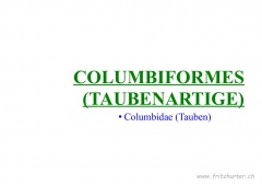 Columbiformes (Taubenartige)